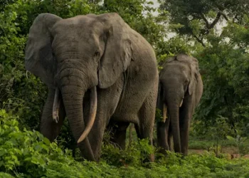 The Top 5 Safari Lodges in Africa Worth Visiting in 2025