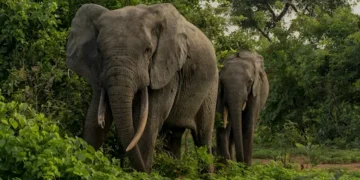 The Top 5 Safari Lodges in Africa Worth Visiting in 2025